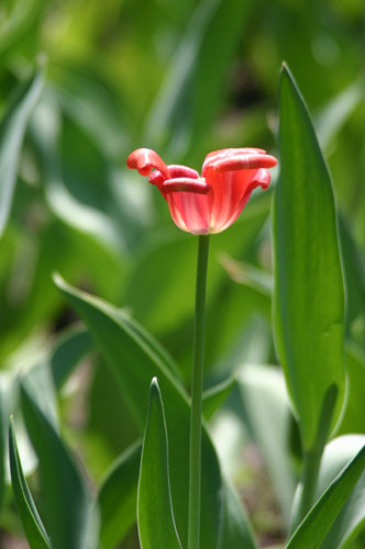 此郁金香为国外品种，在我国北方成功培育成活。拍摄于哈尔滨植物园
