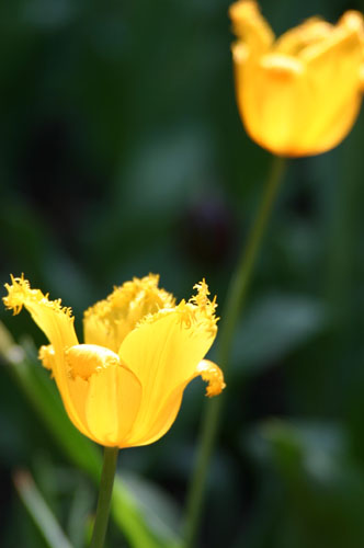 此郁金香为国外品种，在我国北方成功培育成活。拍摄于哈尔滨植物园